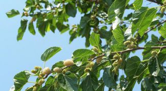 Картинка по теме - как прививать шелковицу