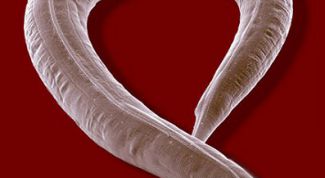 Картинка по теме - как избавиться от паразитов