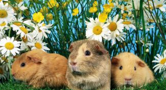 Картинка по теме - как выбрать морскую свинку