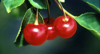 Картинка по теме - как замораживать вишню