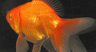 Картинка по теме - как различить пол золотых рыбок