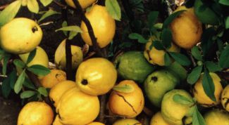 Картинка по теме - как вырастить айву