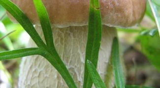 Картинка по теме - как собирать грибы в лесу