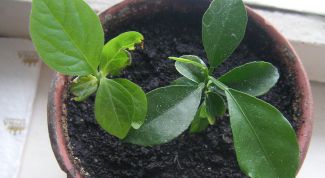 Картинка по теме - как растить лимон