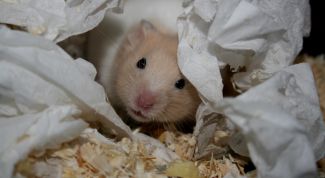 Картинка по теме - как определить пол у хомячков