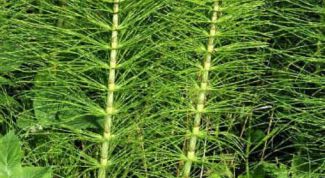 Картинка по теме - как уничтожить хвощ