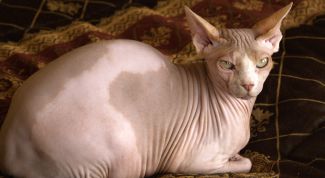 Картинка по теме - как купать сфинкса