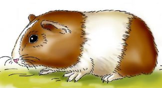 Картинка по теме - как нарисовать морскую свинку