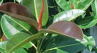 Картинка по теме - как прищипывать фикус