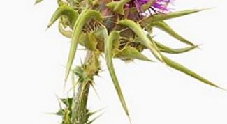 Картинка по теме - как принимать шрот расторопши