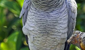 Картинка по теме - как подобрать кличку для попугая