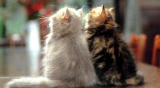 Картинка по теме - как вязать котов