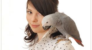 Картинка по теме - как научить попугая-неразлучника говорить