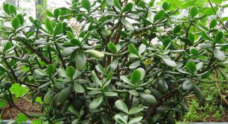 Картинка по теме - как вырастить толстянку