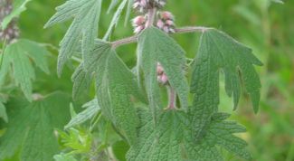 Картинка по теме - как пить настойку пустырника