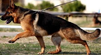 Картинка по теме - как поступить на кинолога