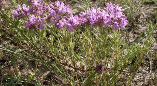 Картинка по теме - как заваривать чабрец