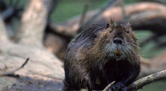 Картинка по теме - как поймать бобра