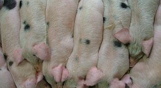 Картинка по теме - как разводить поросят