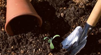 Картинка по теме - как пикировать рассаду томатов