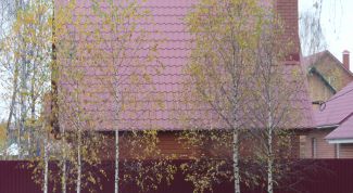 Картинка по теме - как вырастить березу