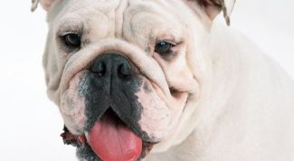 Картинка по теме - как колоть укол собаке