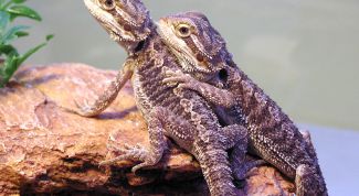 Картинка по теме - как обустроить террариум