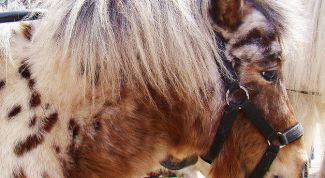 Картинка по теме - как стричь лошадь