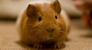 Картинка по теме - как назвать морскую свинку девочку