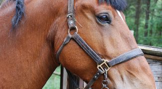 Картинка по теме - как содержать лошадь