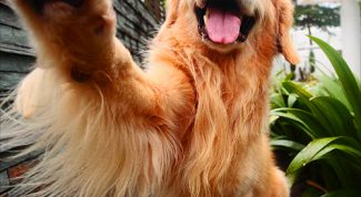 Картинка по теме - как научить собаку говорить