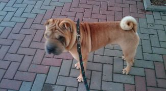 Картинка по теме - как назвать шарпея