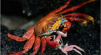 Картинка по теме - как поймать краба