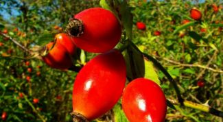 Картинка по теме - как заваривать плоды шиповника