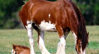 Картинка по теме - как завести лошадь