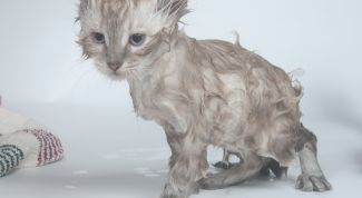 Картинка по теме - как вымыть кошку