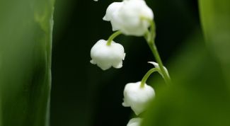 Картинка по теме - как нарисовать ландыш