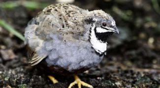 Картинка по теме - как отличить перепелов самцов от самок