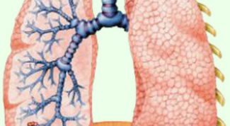 Картинка по теме - как увеличить обьем легких