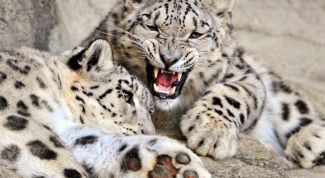 Картинка по теме - как нарисовать барса