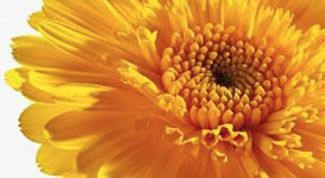 Картинка по теме - как очистить лимфосистему