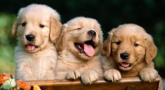 Картинка по теме - как выбрать себе собаку