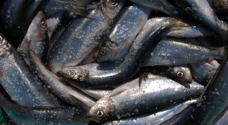 Картинка по теме - как ловить селёдку