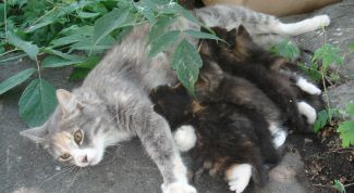 Картинка по теме - как выкормить новорожденного котенка