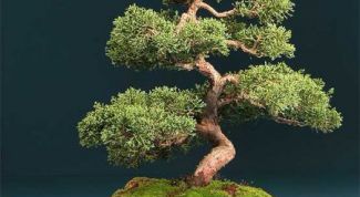 Картинка по теме - как сделать искусственный бонсай