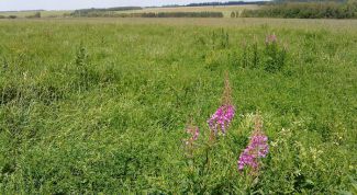 Картинка по теме - как оформить земельный участок в аренду или собственность