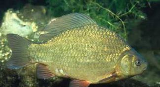 Картинка по теме - как разводить карасей