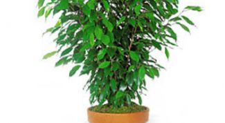 Картинка по теме - как подрезать фикус