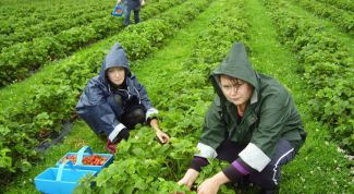 Картинка по теме - как найти работу в финляндии