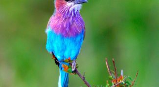 Картинка по теме - как назвать птичку